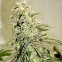 Elephant Stomper Regular Cannabis Seeds | Hazeman Seeds