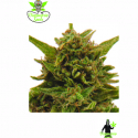 Eter Blueberry Feminised Cannabis Seeds | Dispensario Seeds