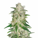 Gelato Auto Feminised Cannabis Seeds - Power Strains