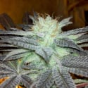 Fugu Kush Regular Cannabis Seeds | Hazeman Seeds