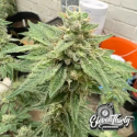 Kerosene Cookies Cannabis Seeds - Eleven Thirty Genetics