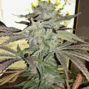 Grape 13 Regular Cannabis Seeds | Hazeman Seeds