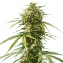 Gushers Feminised Cannabis Seeds | Royal Queen Seeds