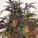 P.O.W. Regular Cannabis Seeds | Hazeman Seeds