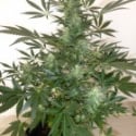 Holy Man Regular Auto Cannabis Seeds | Flash Autos