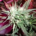 KC39 Regular Cannabis Seeds | KC Brains Seeds