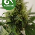 Daddy's Girl Regular Cannabis Seeds