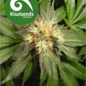 Hindu Kush Regular Cannabis Seeds