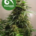 Kiwiskunk Regular Cannabis Seeds