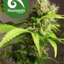 Mako Haze Feminised Cannabis Seeds