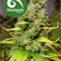 White Island Feminised Cannabis Seeds