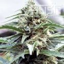 OG Kush Feminised Cannabis Seeds | Kush Seeds