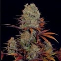 Landysh Feminised Cannabis Seeds