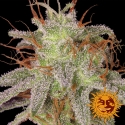 Amnesia Lemon Feminised Cannabis Seeds | Barney's Farm 