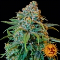 Liberty Haze Feminised Cannabis Seeds | Barney's Farm 