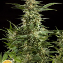 Lemon Auto CBD Feminised Cannabis Seeds | Philosopher Seeds