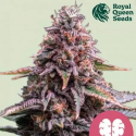 Pink Mist Auto Feminised Cannabis Seeds | Royal Queen Seeds.