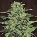 Malawi Regular Cannabis Seeds | Ace Seeds