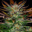 McEarly Regular Cannabis Seeds | Kannabia