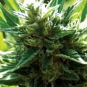 Cali Jack Regular Cannabis Seeds | Medicann