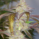 Mercedes Lady Regular Cannabis Seeds | Hazeman Seeds