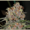 Gage Green Mindscape Cannabis Seeds