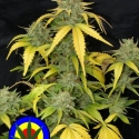 Auto Grapefruit Haze Feminised Cannabis Seeds | Next Generation Seeds