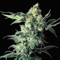 Northern VIP Feminised Cannabis Seeds