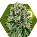 OG Bubble Gum Auto Feminised Cannabis Seeds | Zambeza Seeds