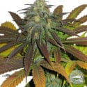 Orange Berry Regular Cannabis Seeds | Apothecary Genetics Seeds