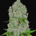 ​Orange Sherbet Auto Feminised Cannabis Seeds | Fast Buds