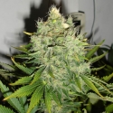 Pepperjack Haze Feminised Cannabis Seeds | Black Skull Seeds