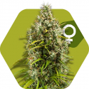 Pineapple Express Feminised Cannabis Seeds | Zambeza Seeds