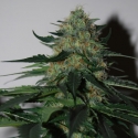 Pineapple Gum Feminised Cannabis Seeds | Black Skull Seeds