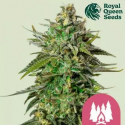 Larry OG Feminised Cannabis Seeds | Royal Queen Seeds.