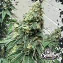 War Headz Cannabis Seeds - Eleven Thirty Genetics.