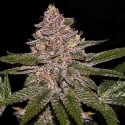 Auto Radical Juice Feminised Cannabis Seeds | Ripper Seeds