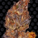 Runtz Auto Feminised Cannabis Seeds | Barney's Farm 