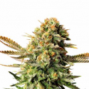 Russian Doll Feminised Cannabis Seeds | Kannabia