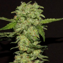 Portela Feminised Cannabis Seeds | R-Kiem Seeds