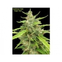 Sugar Haze Regular Cannabis Seeds | Seedsman