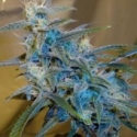 Sugarloaf Regular Cannabis Seeds