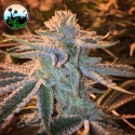 Sunset Sherbet Feminised Cannabis Seeds - Cali Weed