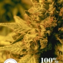 Swazi Gold Regular Cannabis Seeds | Seeds of Africa