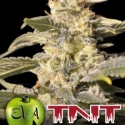 TNT Kush CBD Feminised Cannabis Seeds | Eva Seeds