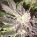 Triple XXX Regular Cannabis Seeds | Hazeman Seeds