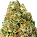 Turbo Bud Auto Feminised Cannabis Seeds | Heavyweight Seeds