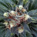 White Rhino Feminised Cannabis Seeds | Nirvana 