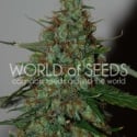 Wild Thailand Ryder Auto Feminised Cannabis Seeds | World of Seeds