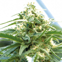 Cherry O.G. Feminised Cannabis Seeds | Emerald Triangle Seeds